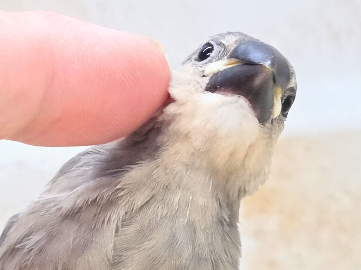桜文鳥