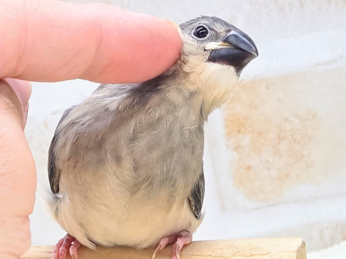 最新画像になります☆募集っ( ≧∀≦)ノ 文鳥好きさんっ♪ 桜文鳥〜〜 桜文鳥