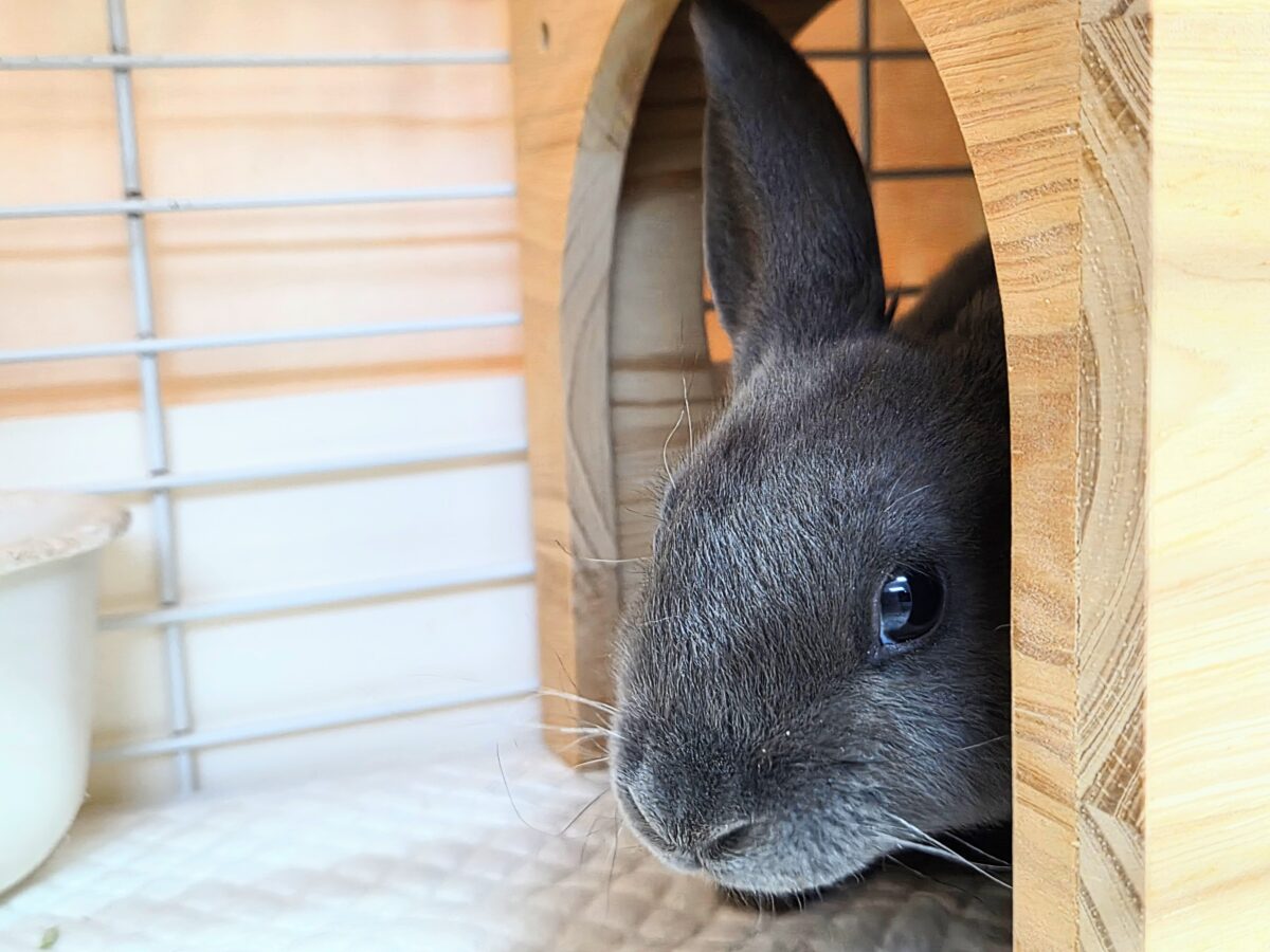 大きなお耳は、「ウチおいで(〃´ω`〃)」をまってますー ミニレッキス〜〜 ミニレッキス
