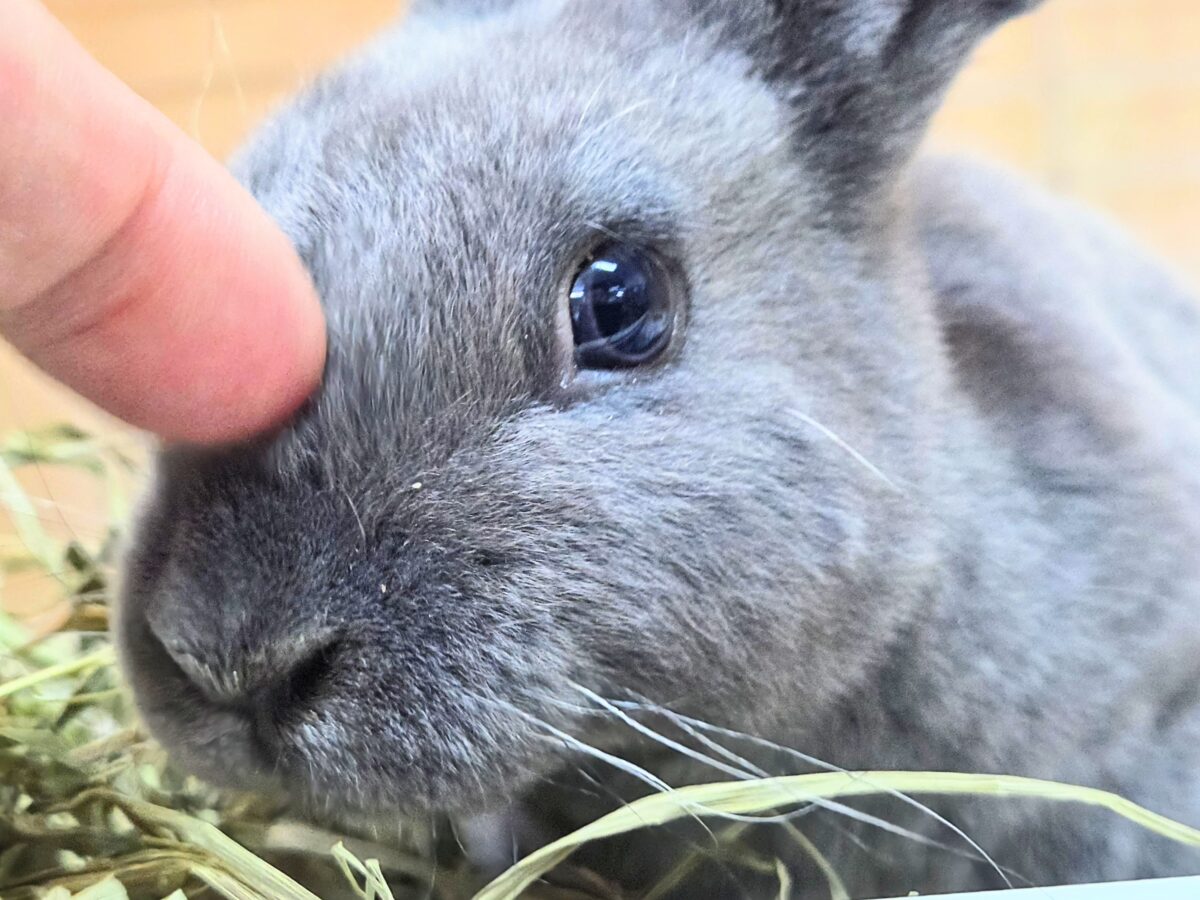 大きなお耳は、「ウチおいで(〃´ω`〃)」をまってますー ミニレッキス〜〜 ミニレッキス