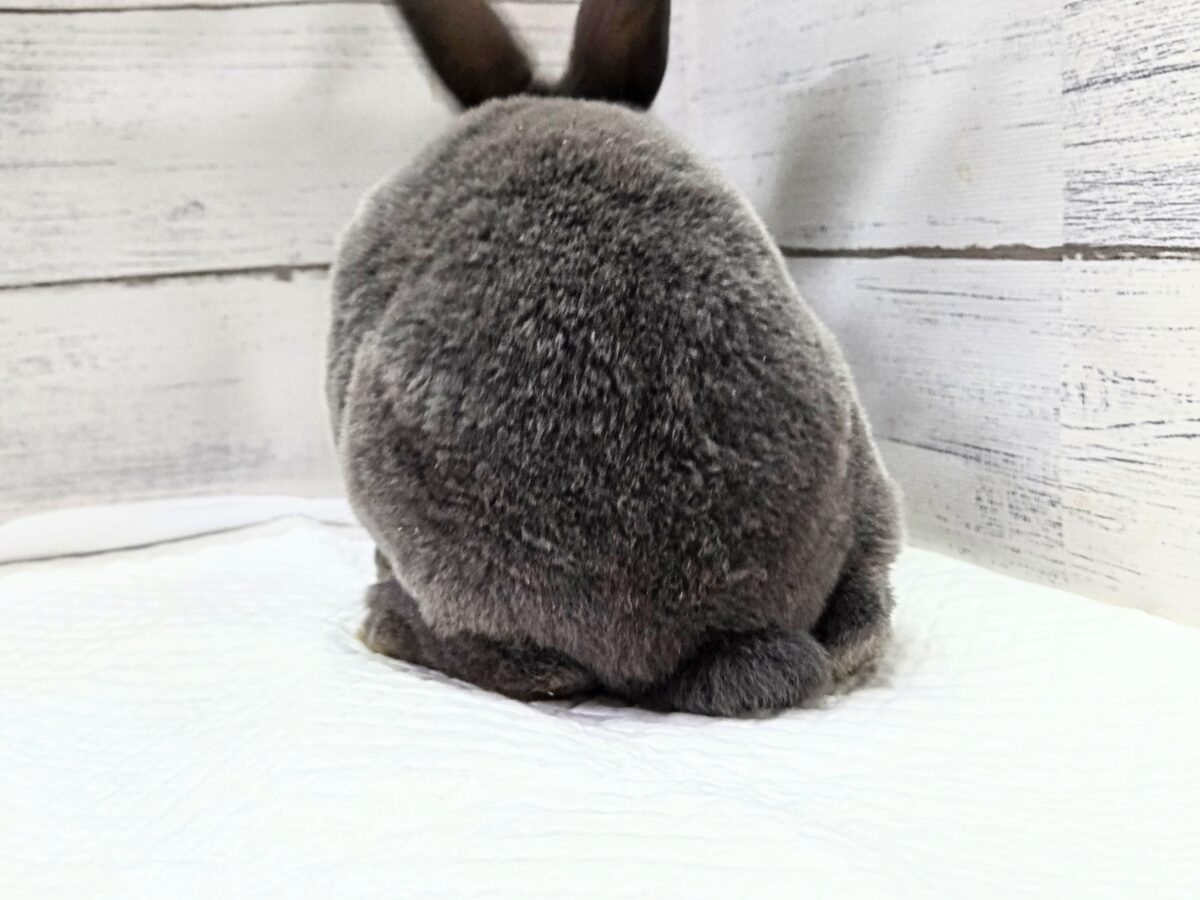大きなお耳は、「ウチおいで(〃´ω`〃)」をまってますー ミニレッキス〜〜 ミニレッキス