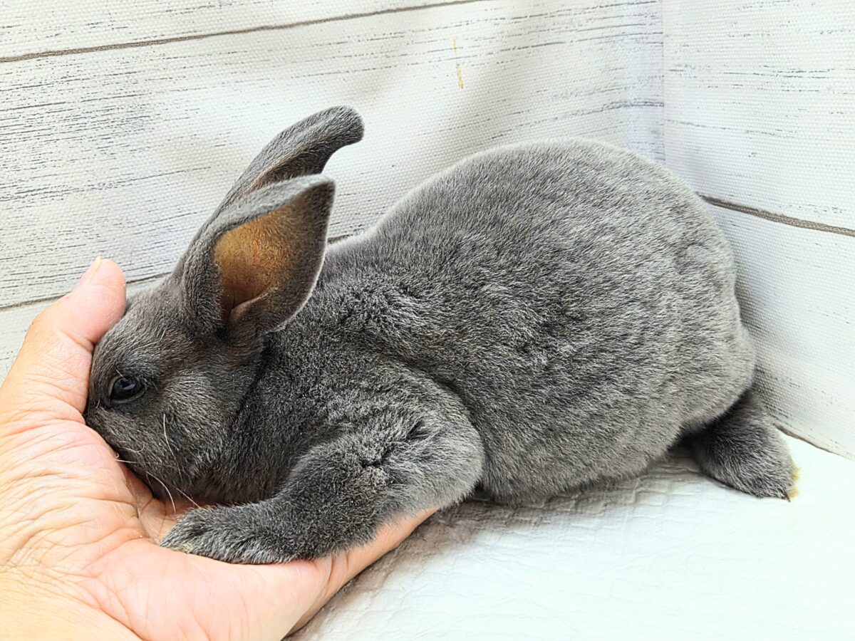 大きなお耳は、「ウチおいで(〃´ω`〃)」をまってますー ミニレッキス〜〜 ミニレッキス