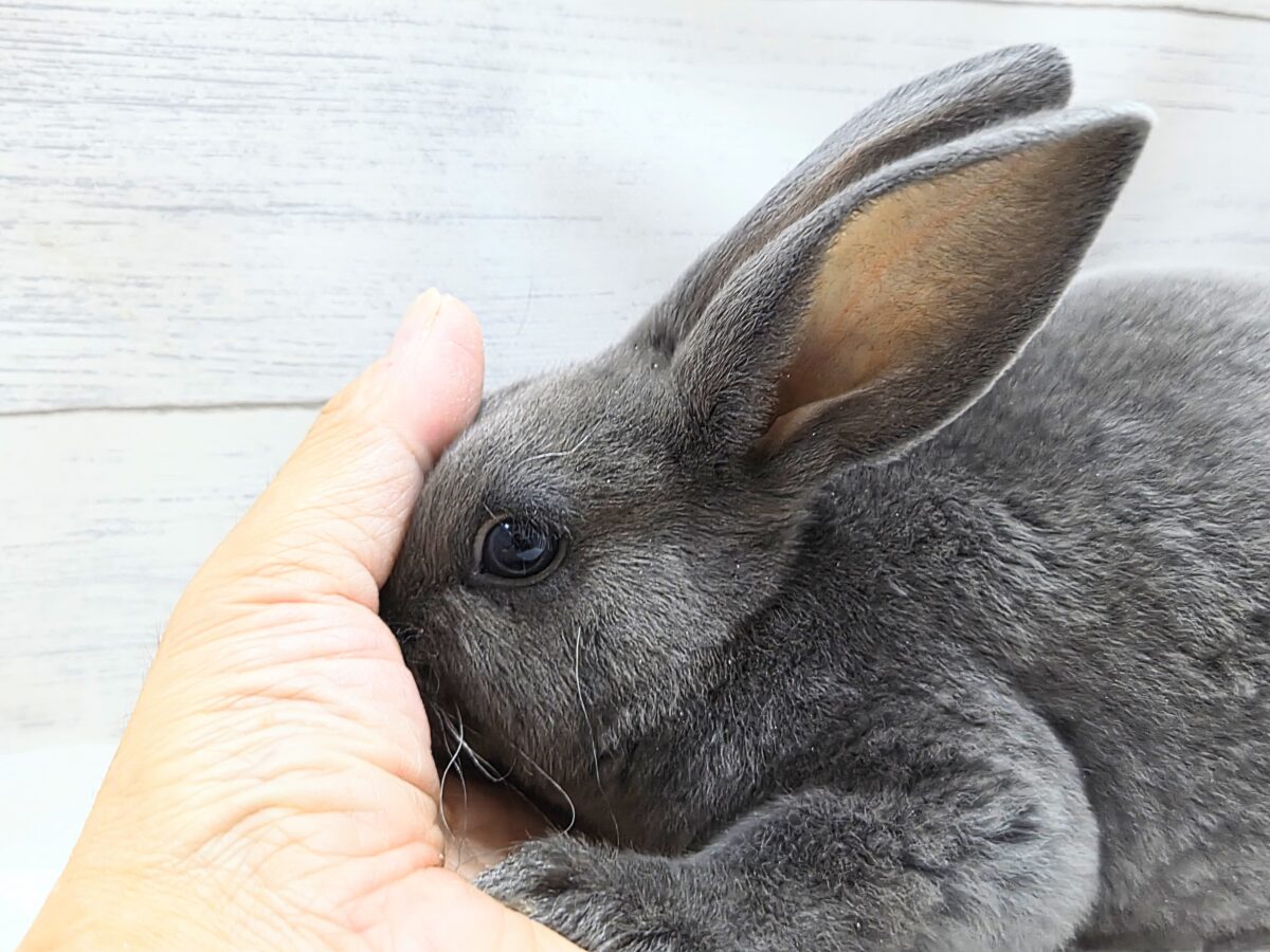 大きなお耳は、「ウチおいで(〃´ω`〃)」をまってますー ミニレッキス〜〜 ミニレッキス