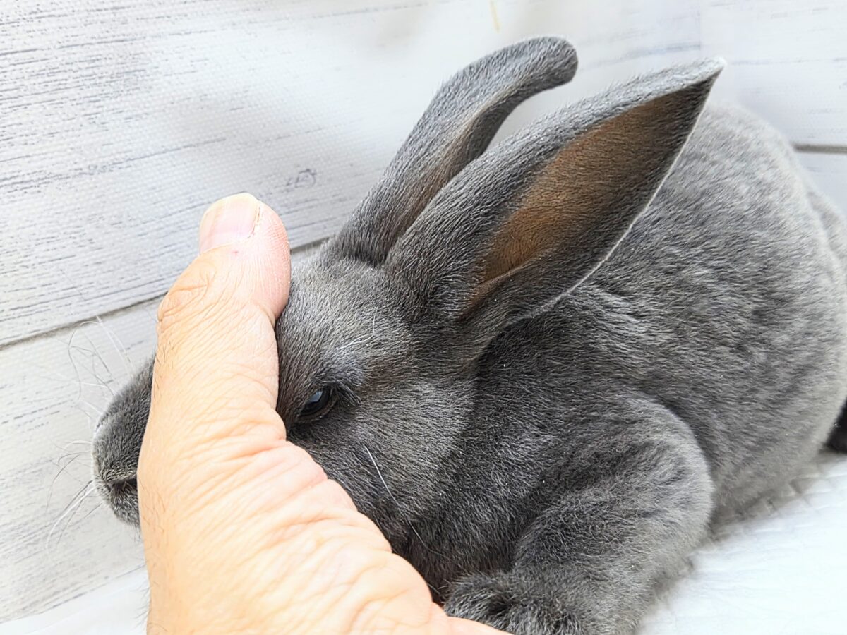 大きなお耳は、「ウチおいで(〃´ω`〃)」をまってますー ミニレッキス〜〜 ミニレッキス
