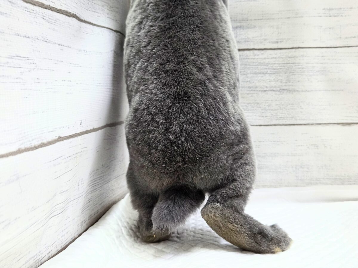 大きなお耳は、「ウチおいで(〃´ω`〃)」をまってますー ミニレッキス〜〜 ミニレッキス