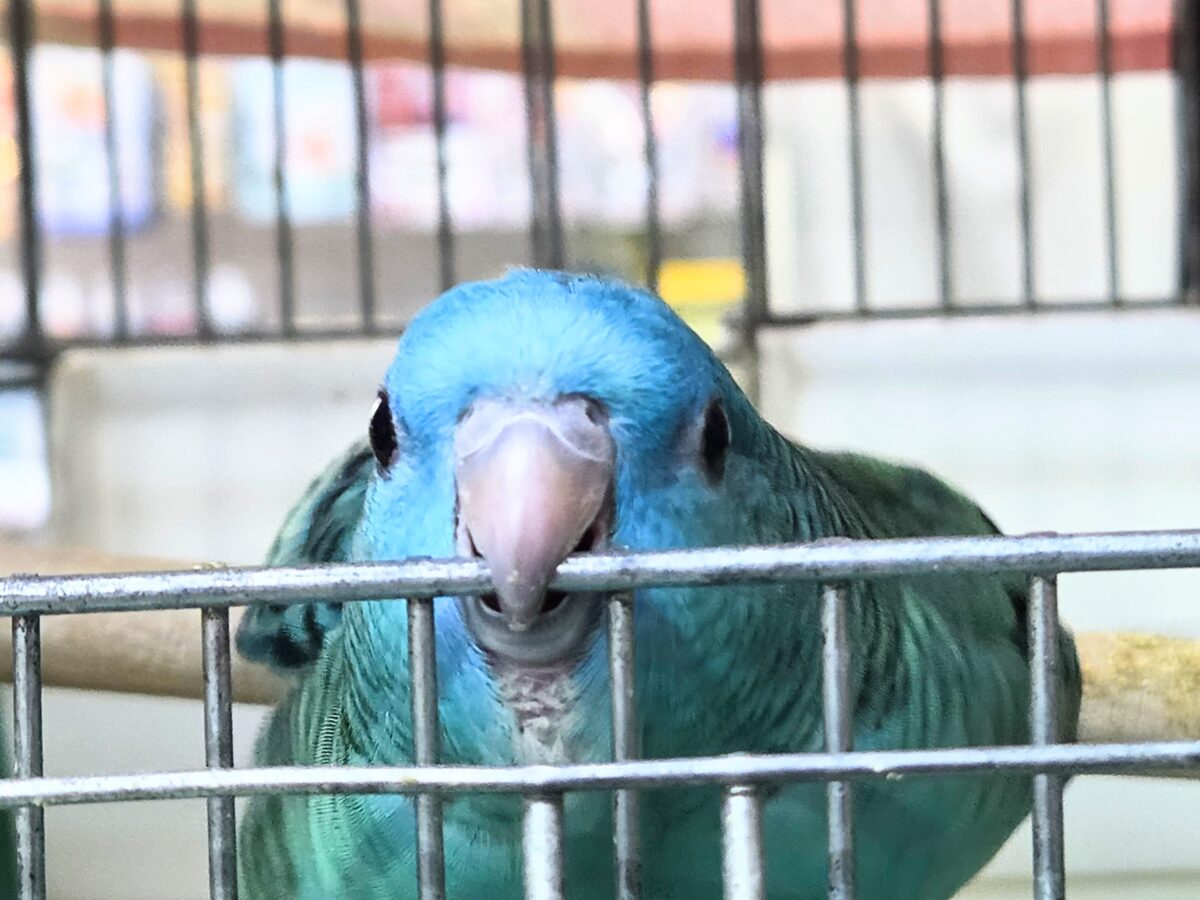 サザナミインコ