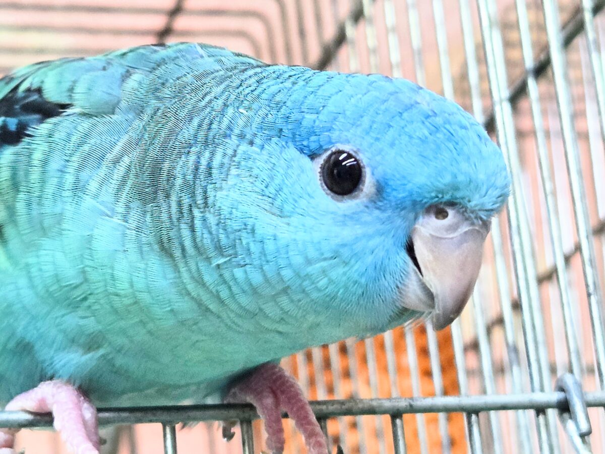 サザナミインコ