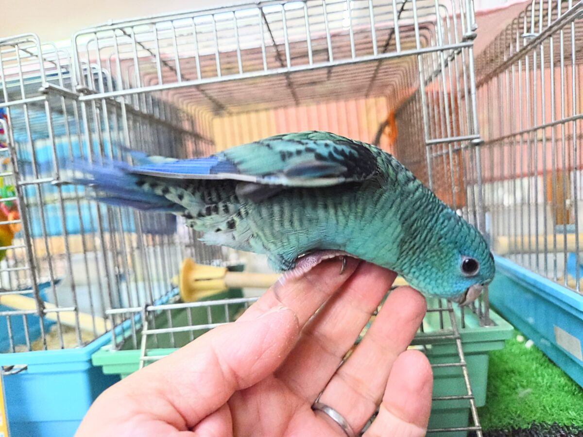 最新画像になります☆うるちゅるアイ👀💕✨ サザナミインコ(ブルー) サザナミインコ
