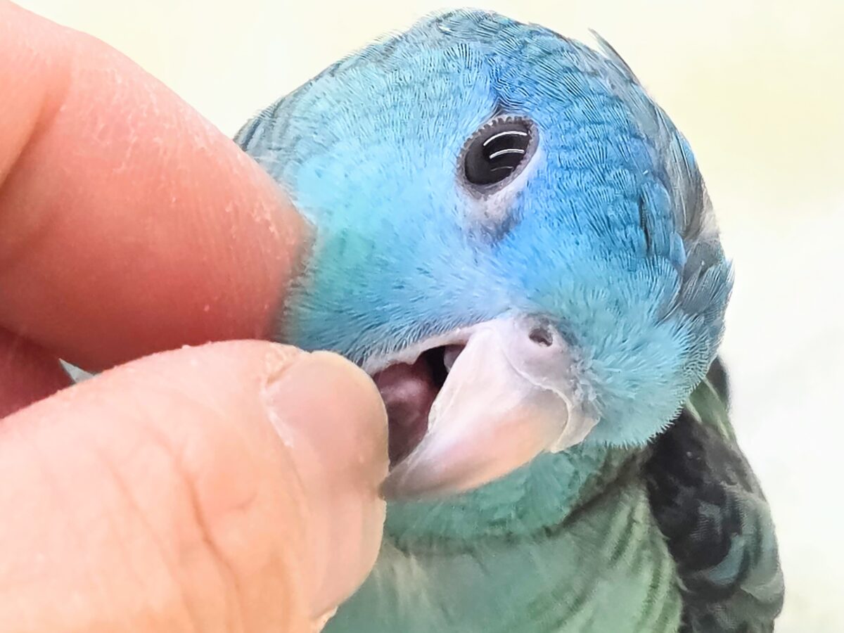 サザナミインコ
