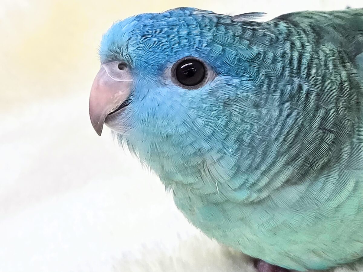 サザナミインコ