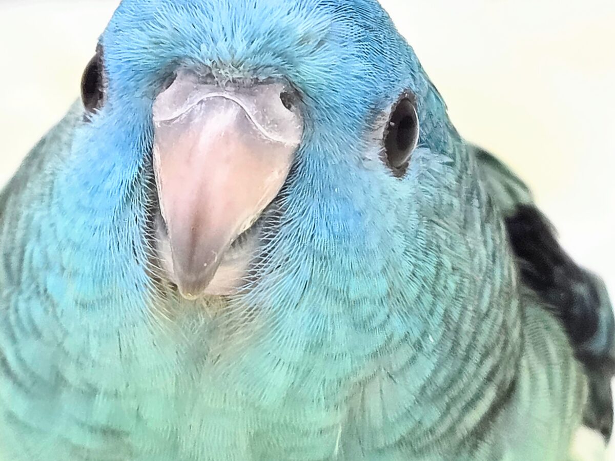 サザナミインコ