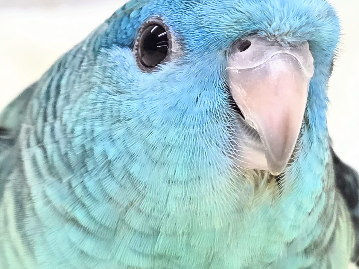 サザナミインコ