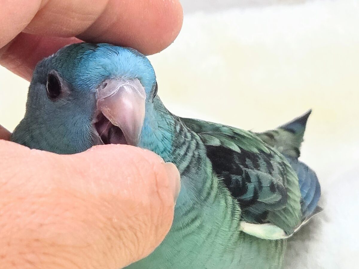 サザナミインコ
