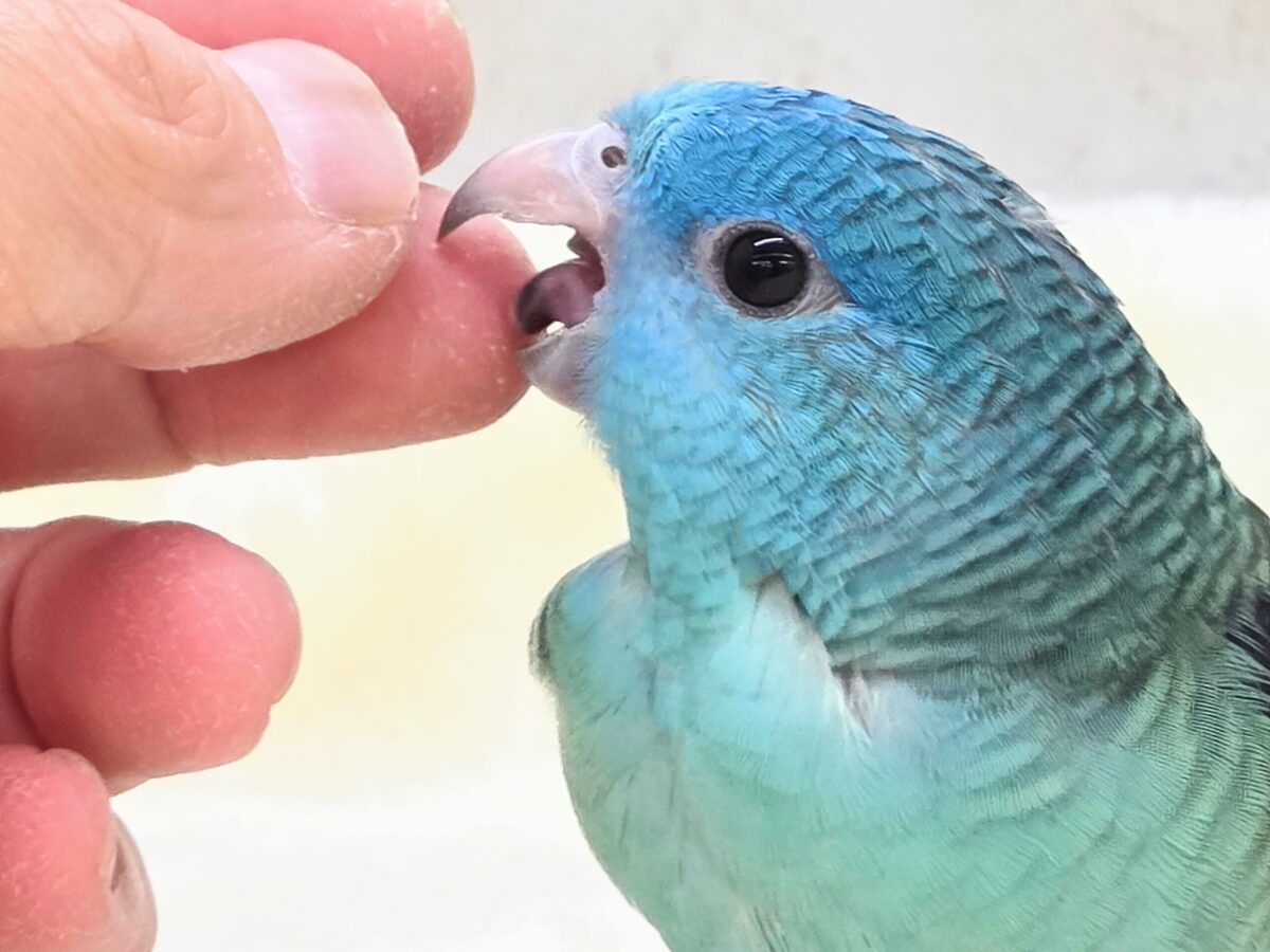 サザナミインコ