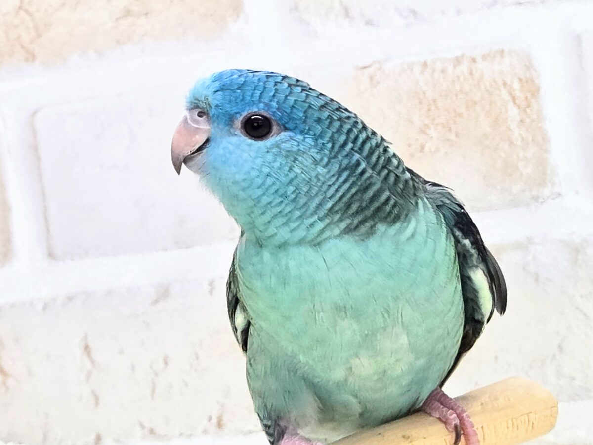 サザナミインコ