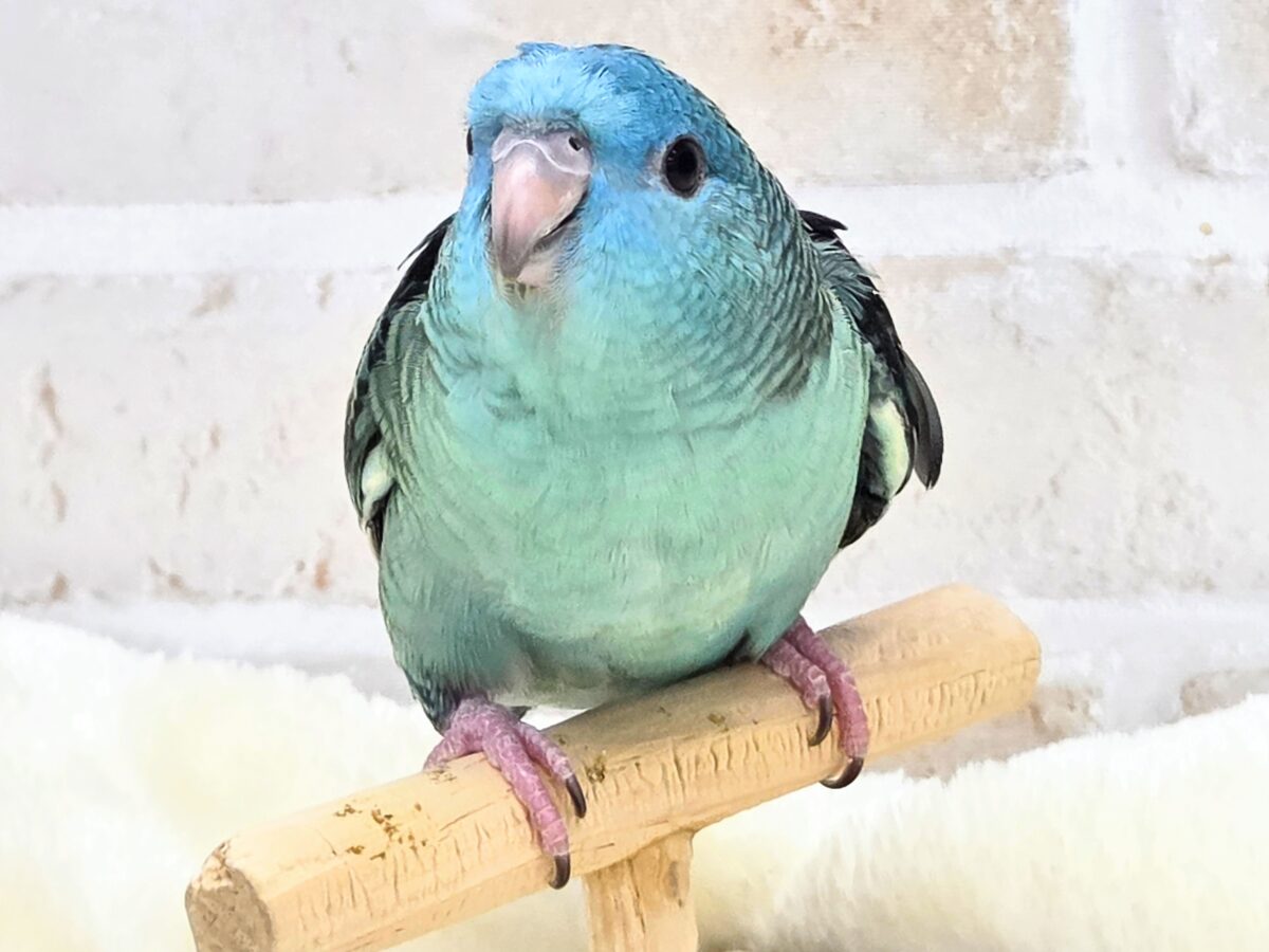 サザナミインコ