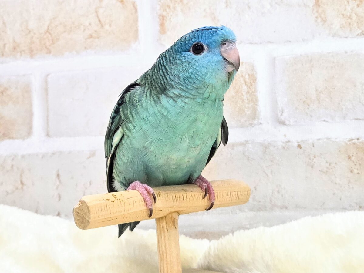 サザナミインコ