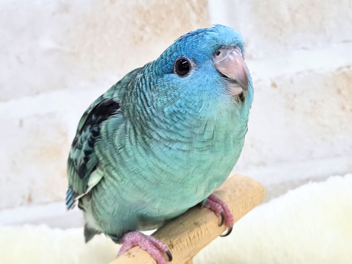 サザナミインコ