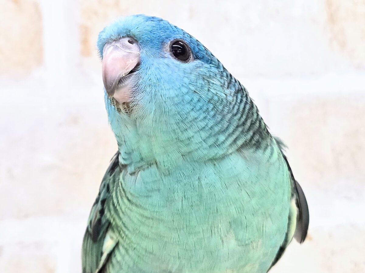 最新画像になります☆うるちゅるアイ👀💕✨ サザナミインコ(ブルー) サザナミインコ