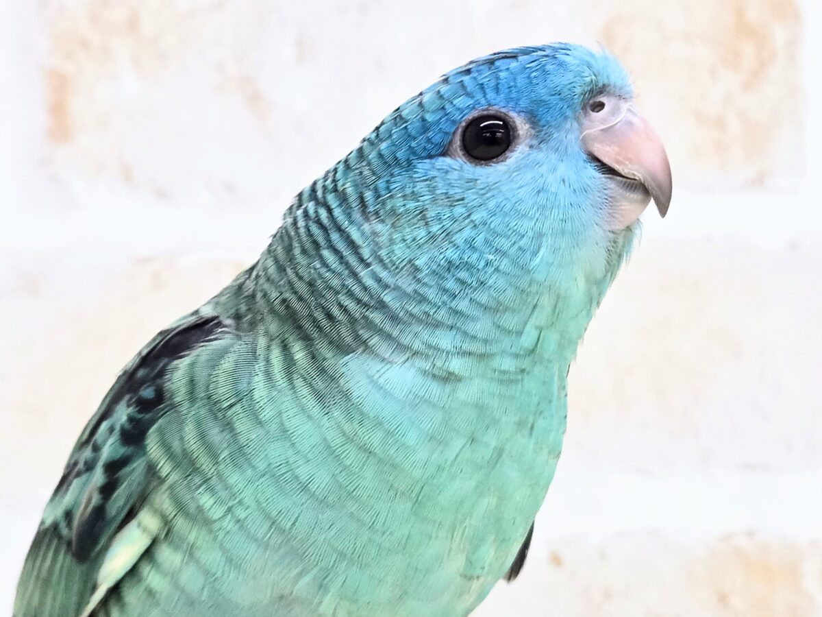サザナミインコ