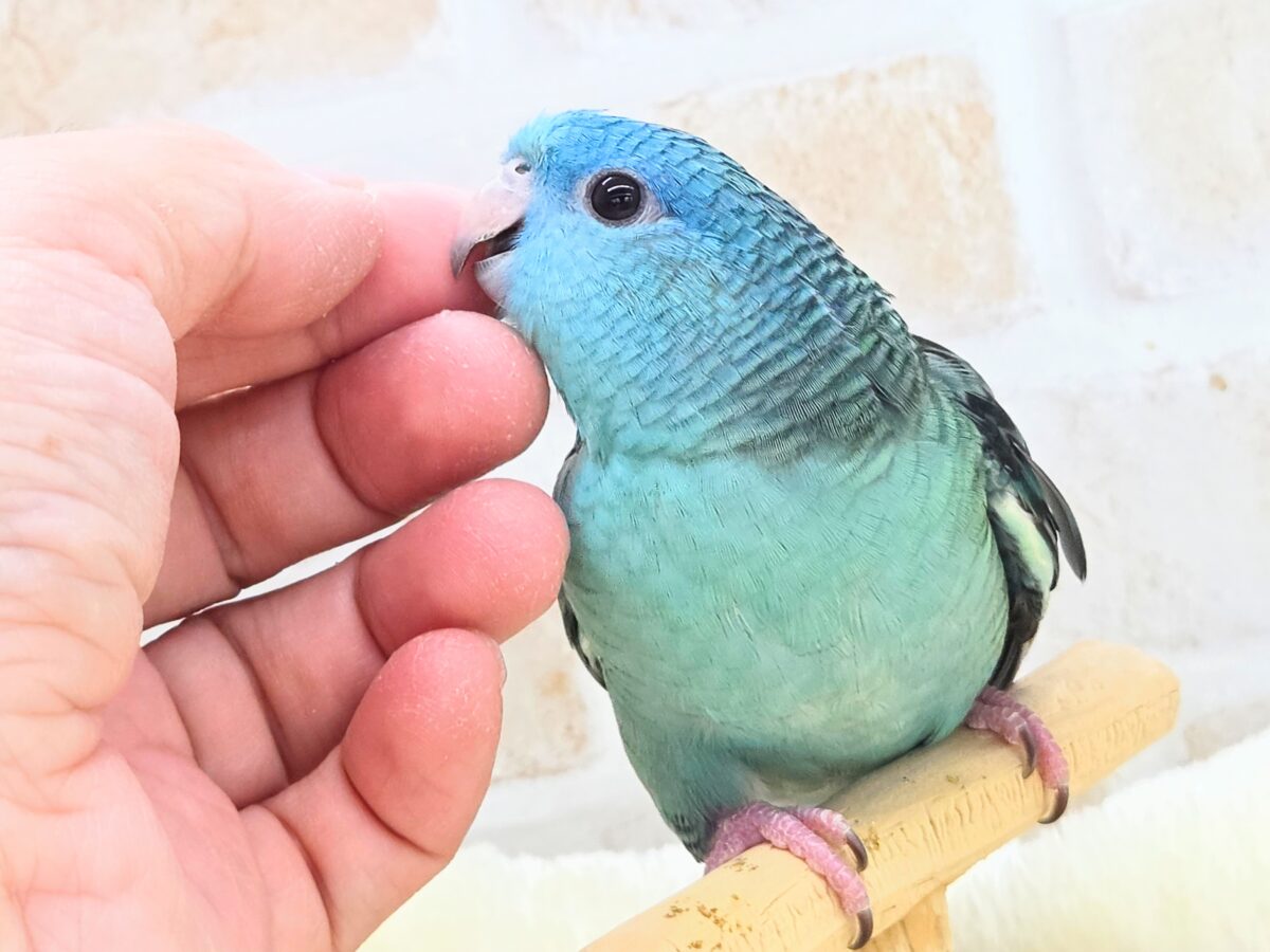 最新画像になります☆うるちゅるアイ👀💕✨ サザナミインコ(ブルー) サザナミインコ