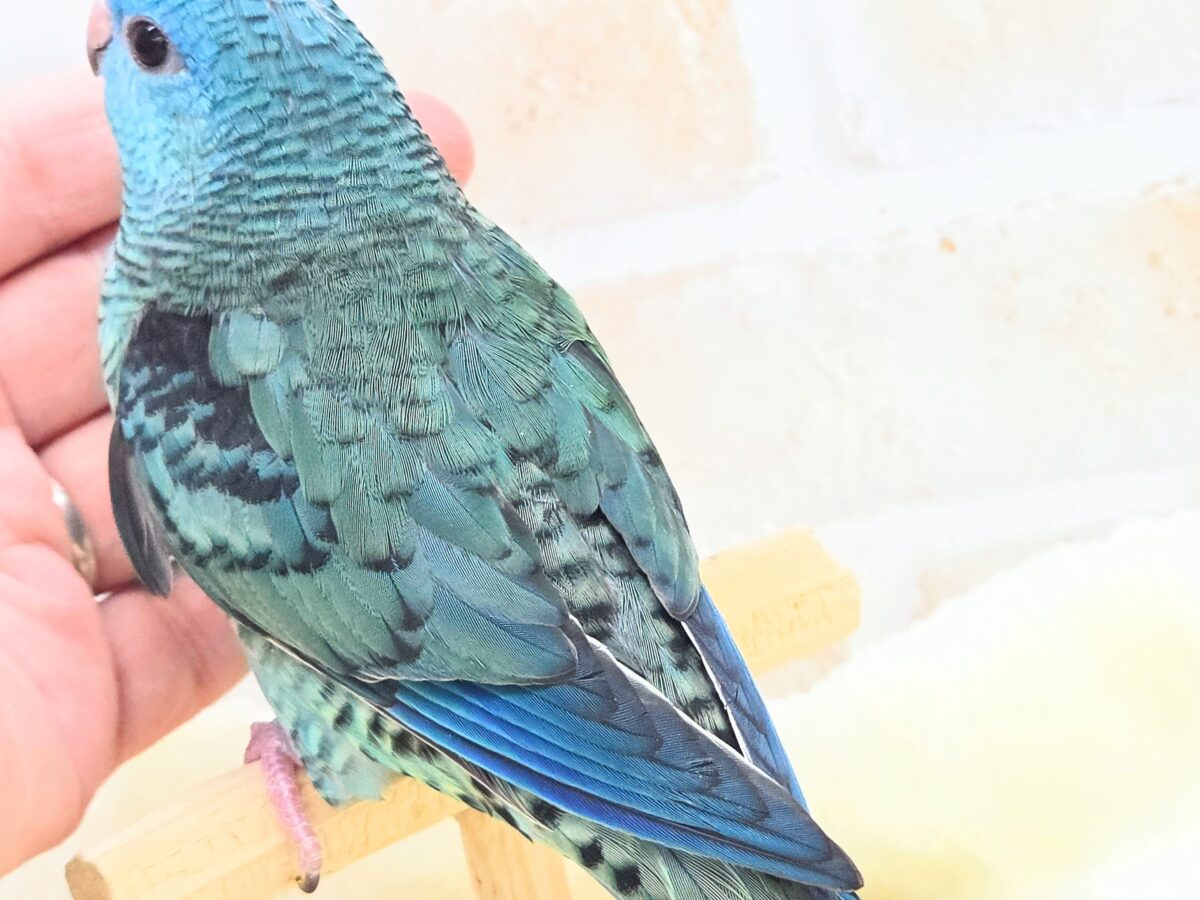 サザナミインコ