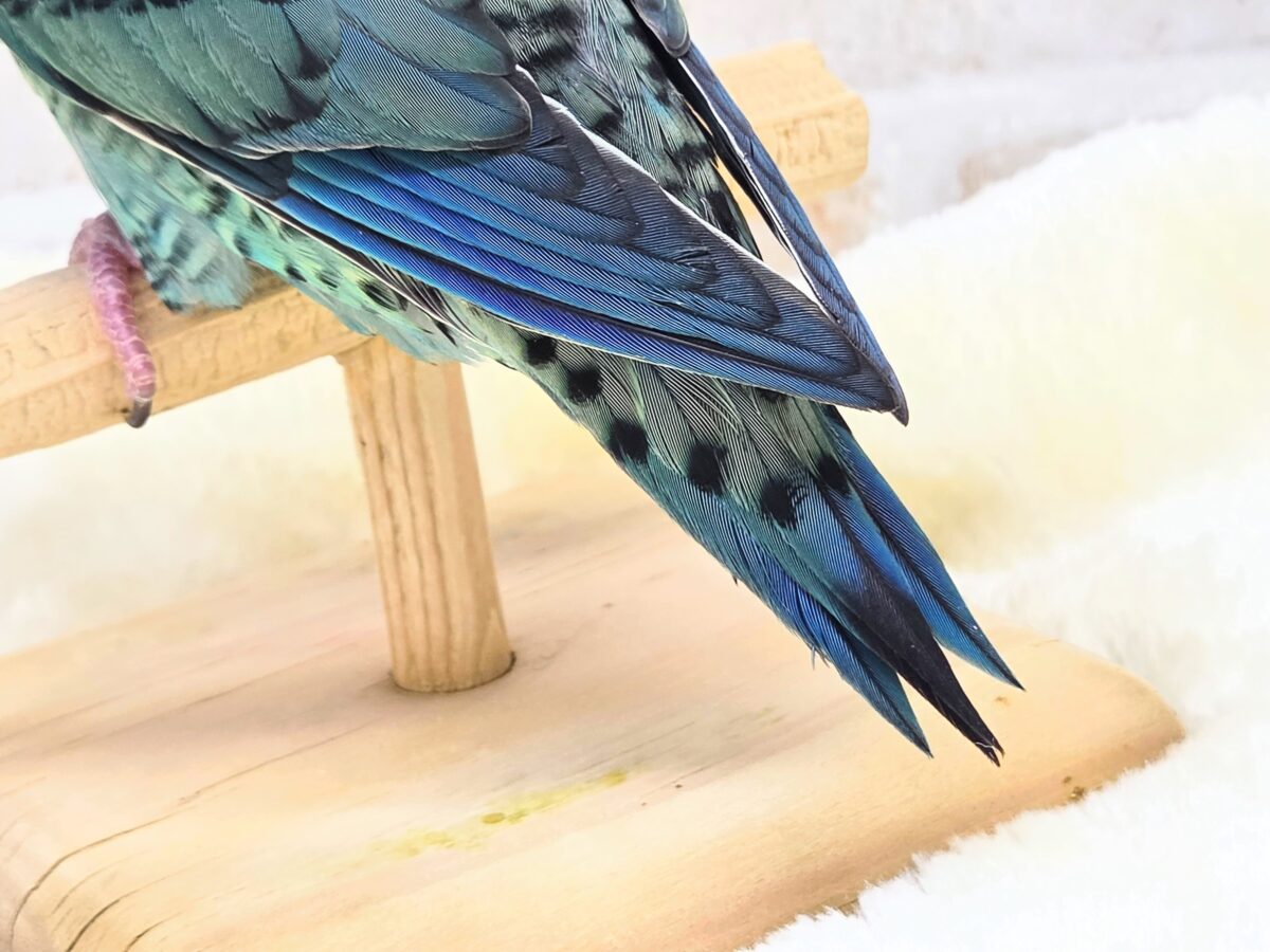 最新画像になります☆うるちゅるアイ👀💕✨ サザナミインコ(ブルー) サザナミインコ