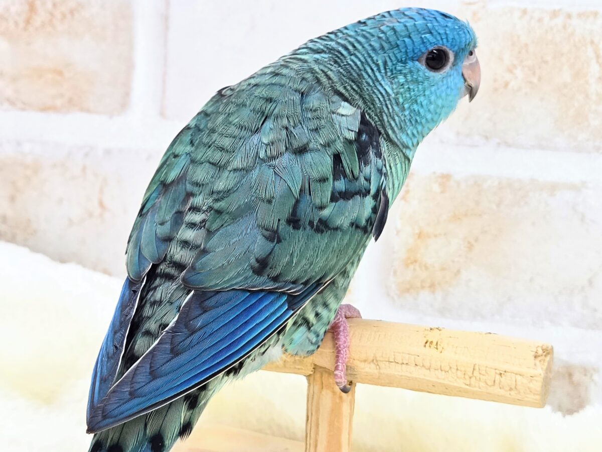 サザナミインコ
