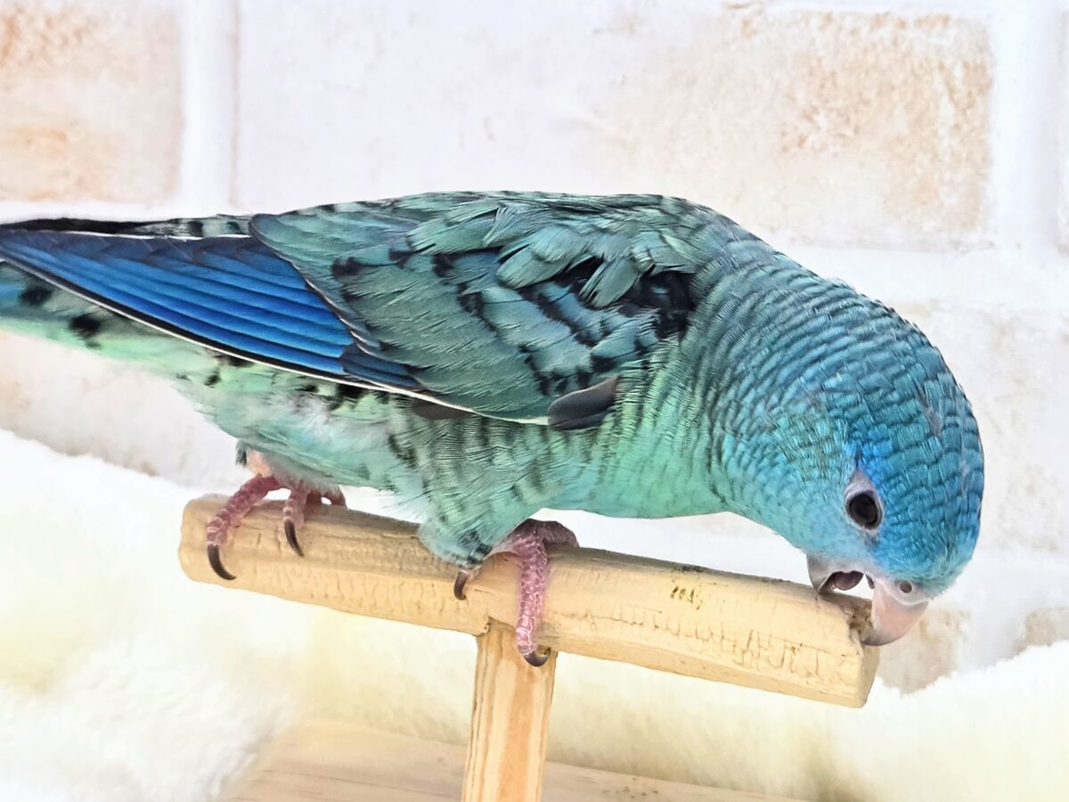 最新画像になります☆うるちゅるアイ👀💕✨ サザナミインコ(ブルー) サザナミインコ