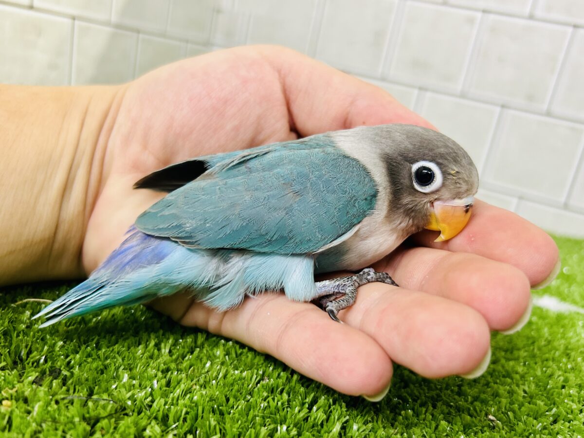 パチパチおめめのおしゃれさん♪♪ ボタンインコ ブルーボタンインコ