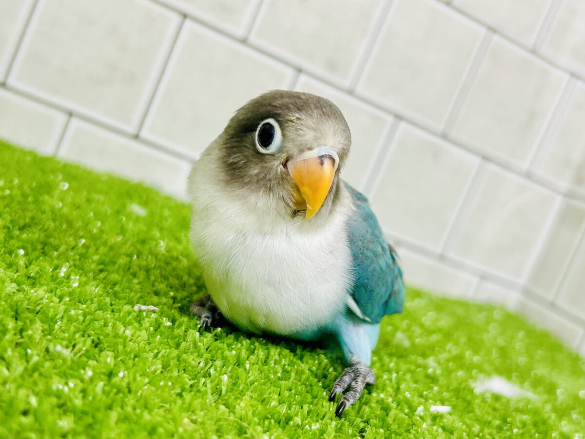 パチパチおめめのおしゃれさん♪♪ ボタンインコ ブルーボタンインコ