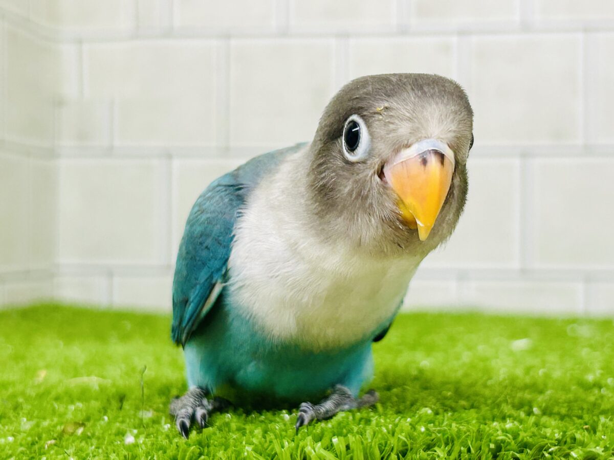 パチパチおめめのおしゃれさん♪♪ ボタンインコ ブルーボタンインコ