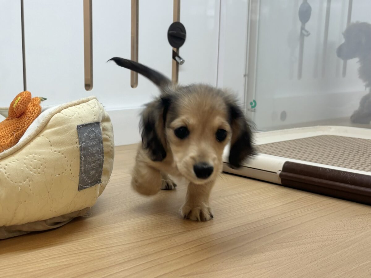 ミニチュアダックス