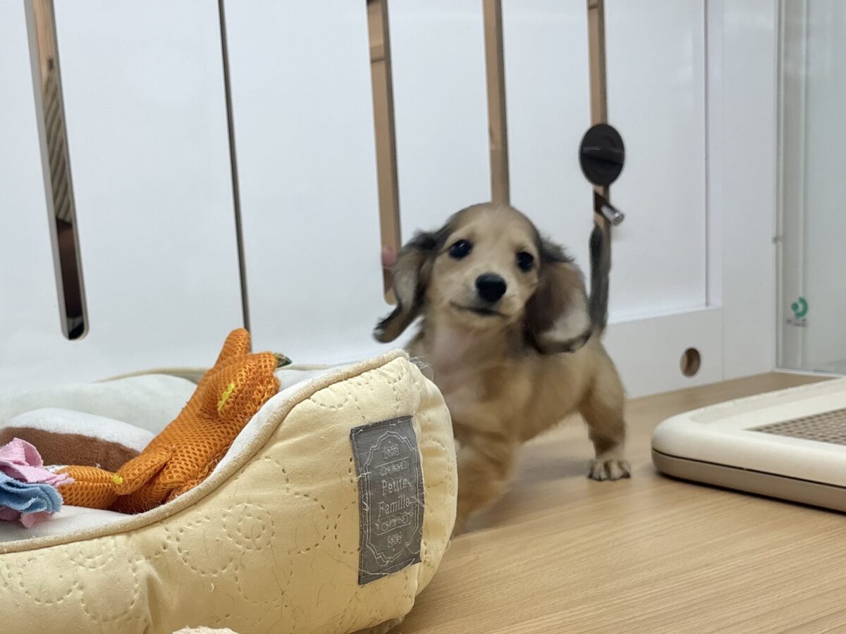 ミニチュアダックス