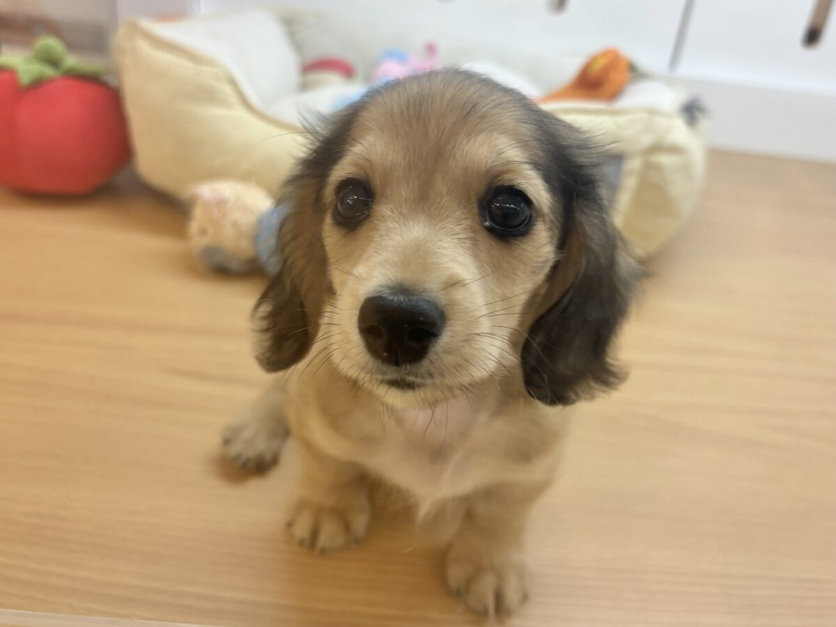 ミニチュアダックス