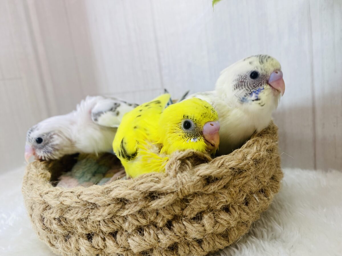 セキセイインコ