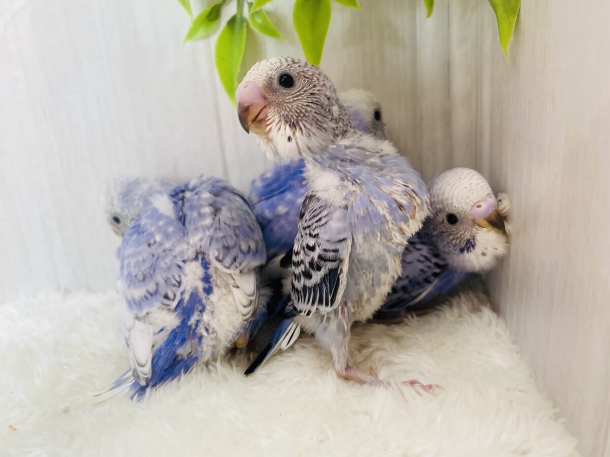 セキセイインコ