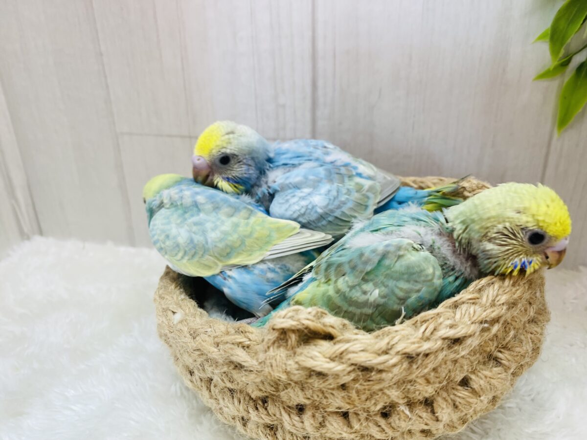 セキセイインコ