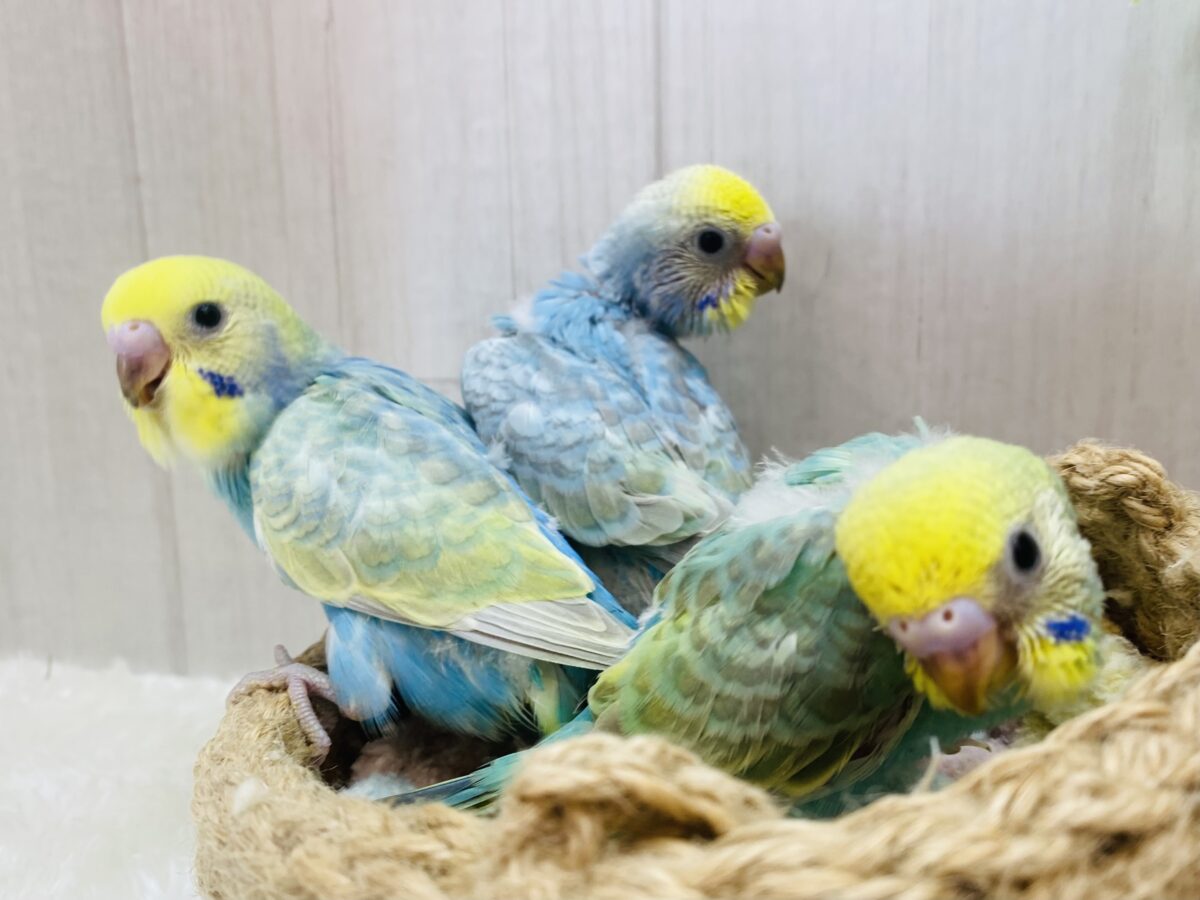セキセイインコ