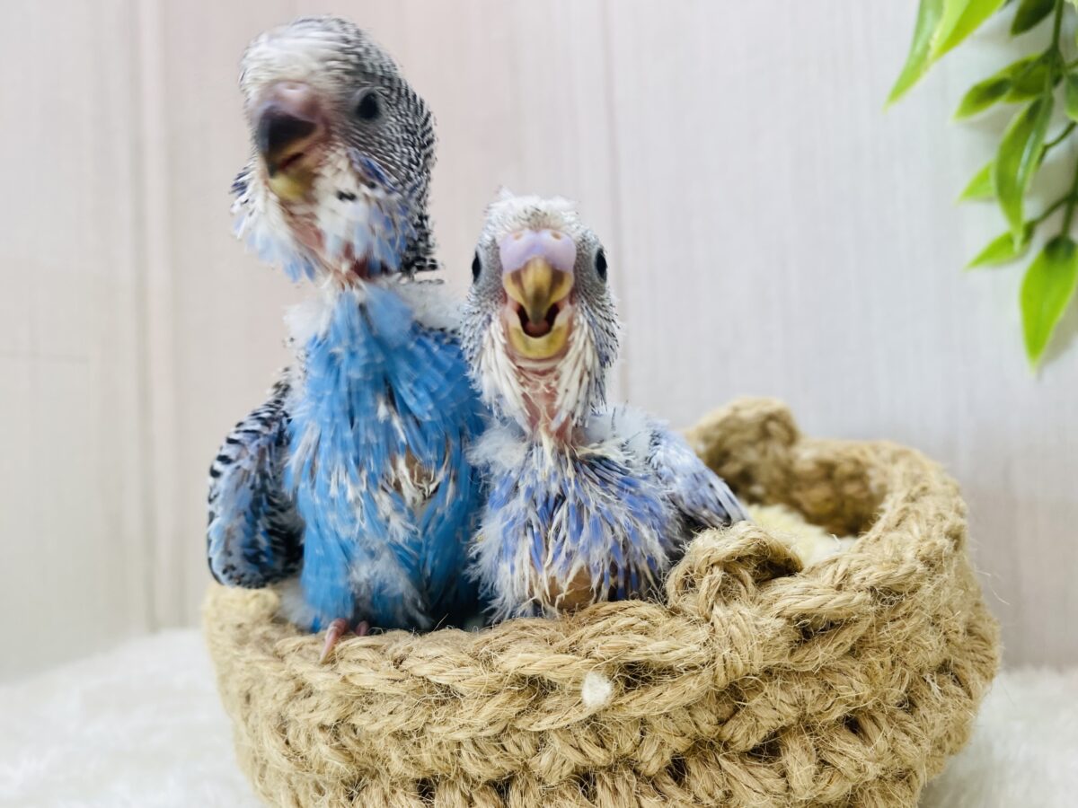 セキセイインコ