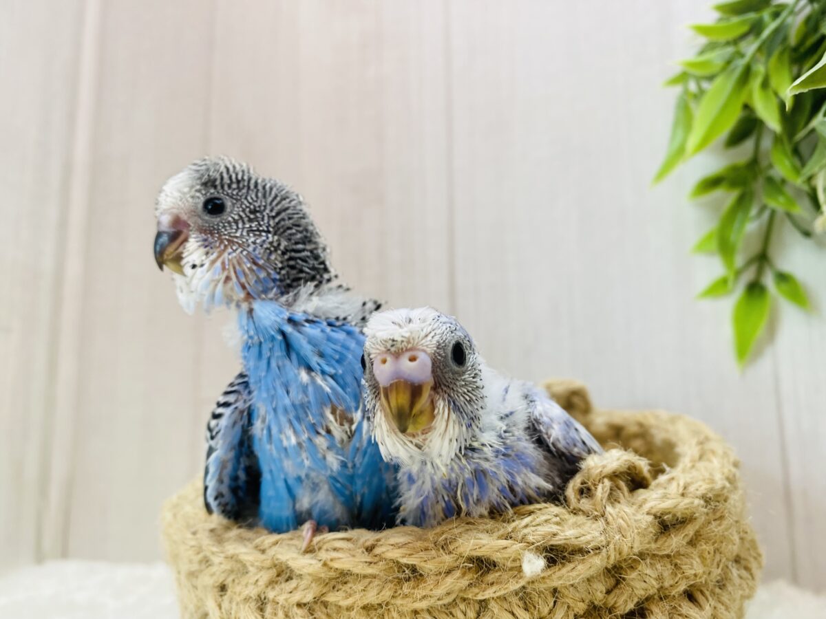 セキセイインコ