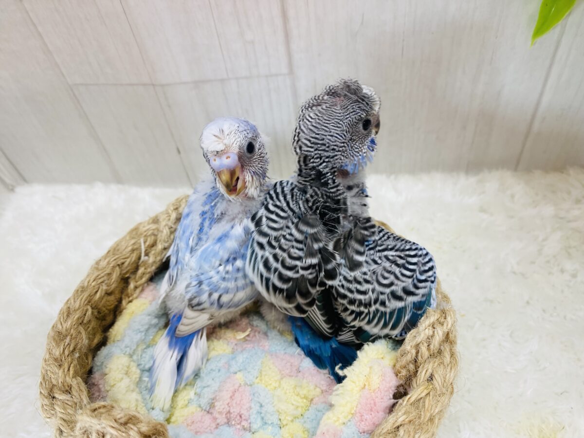 セキセイインコ