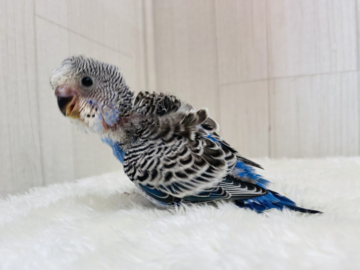 セキセイインコ