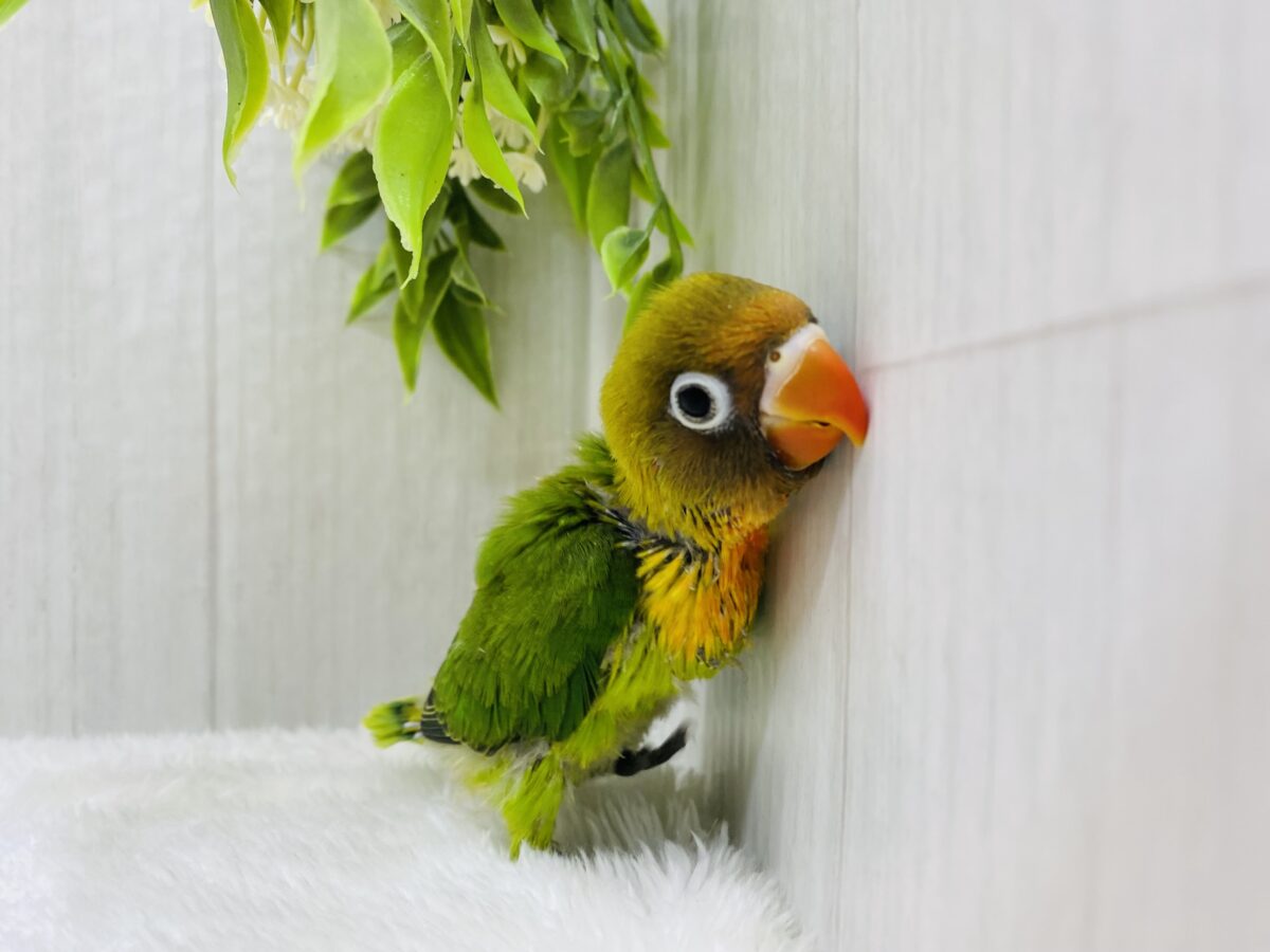ルリゴシボタンインコ