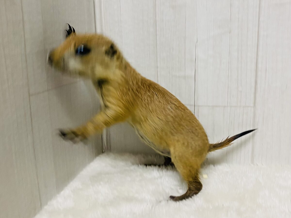 プレーリードッグ