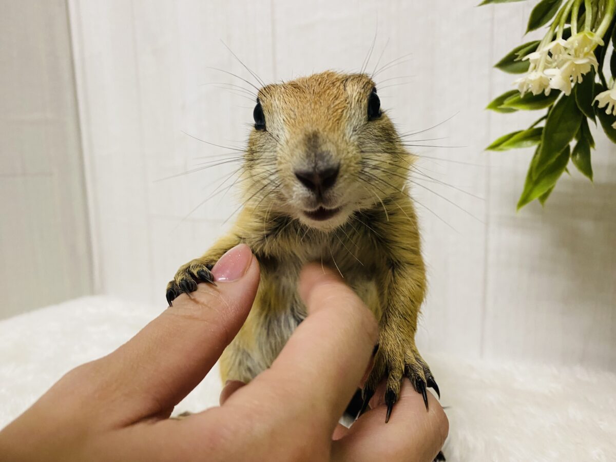 プレーリードッグ