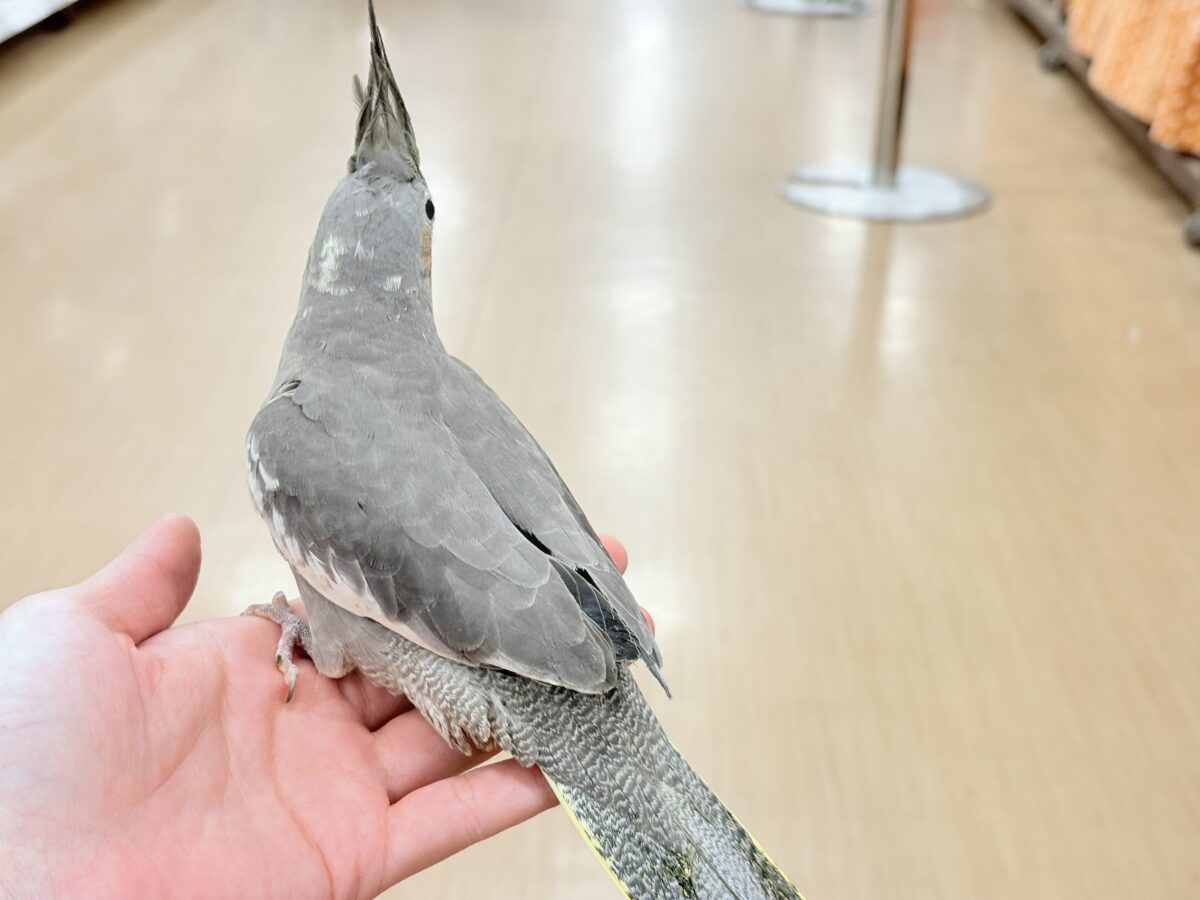 少しずつ仲良くなろうね~♩♩オカメインコ(ノーマル) オカメインコ