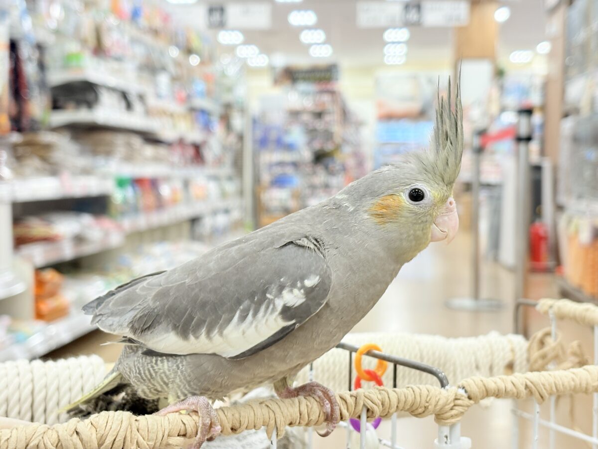 少しずつ仲良くなろうね~♩♩オカメインコ(ノーマル) オカメインコ