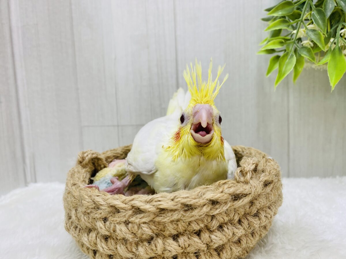 オカメインコ