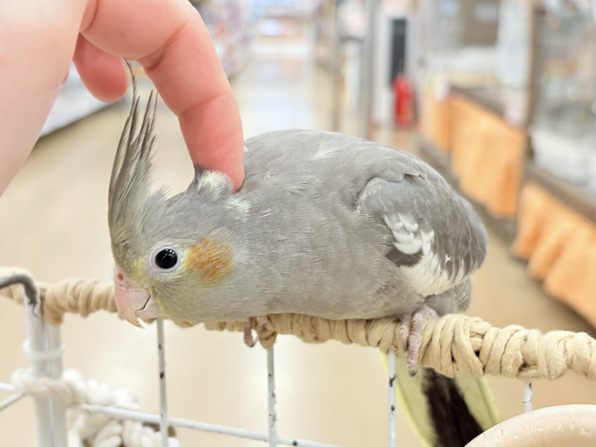 少しずつ仲良くなろうね~♩♩オカメインコ(ノーマル) オカメインコ